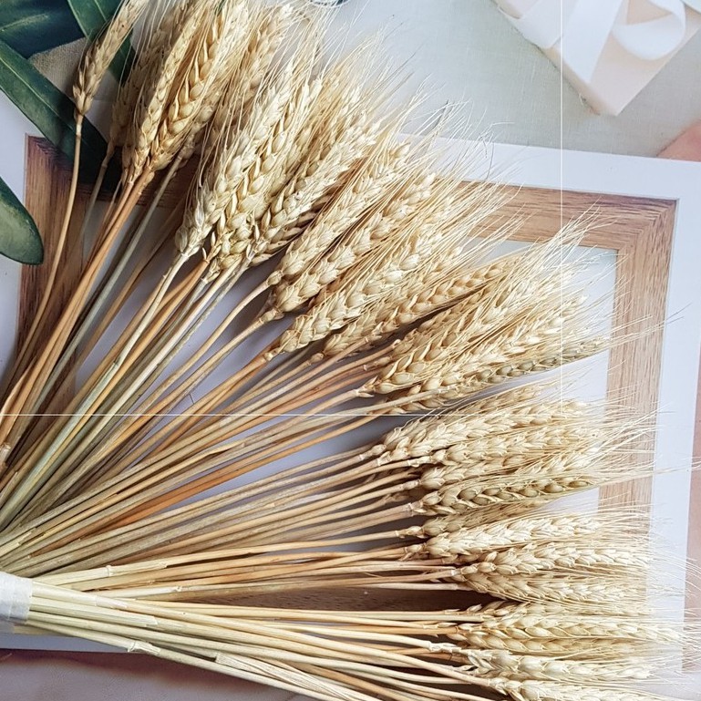 Lúa mạch khô decor nhà cửa, bàn ăn. Hoa Khô phụ kiện trang trí chụp ảnh food, chụp bánh