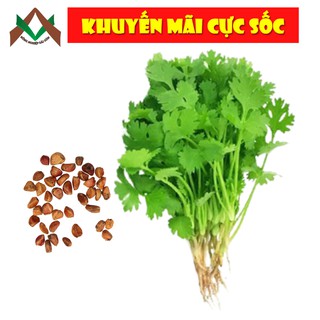 20gr HẠT GIỐNG NGÒ RÍ, RAU MÙI, RAU THƠM