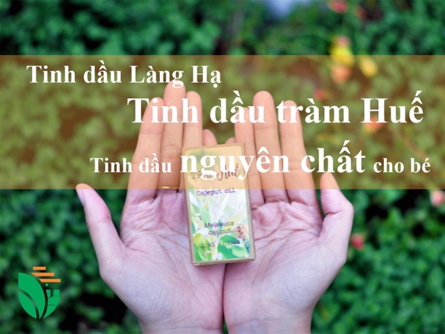 Tinh dầu tràm năm gân