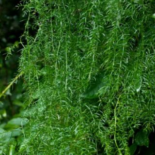 Cây giống thiên môn đông
