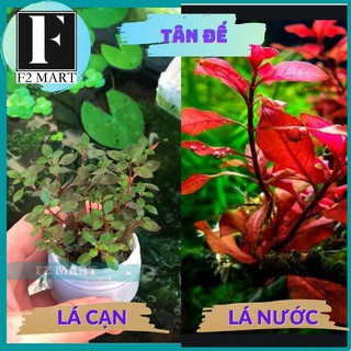 Cây thủy sinh cắt cắm -cây thuỷ sinh trang trí bể cá cảnh, hồ cá thuỷ sinh