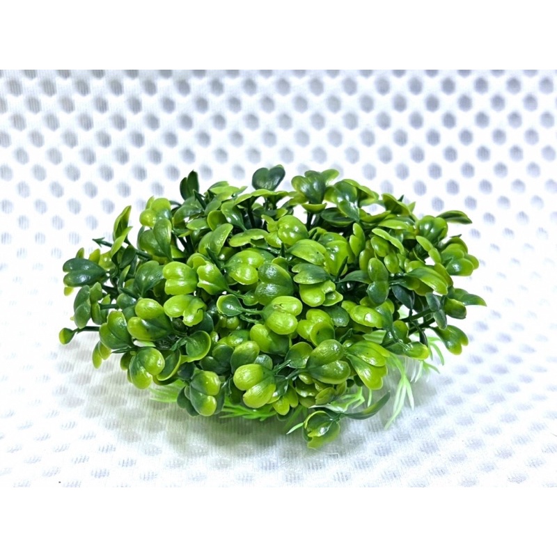 Cụm Rêu Trang Trí Hồ Cá Tép, Thuỷ Sinh