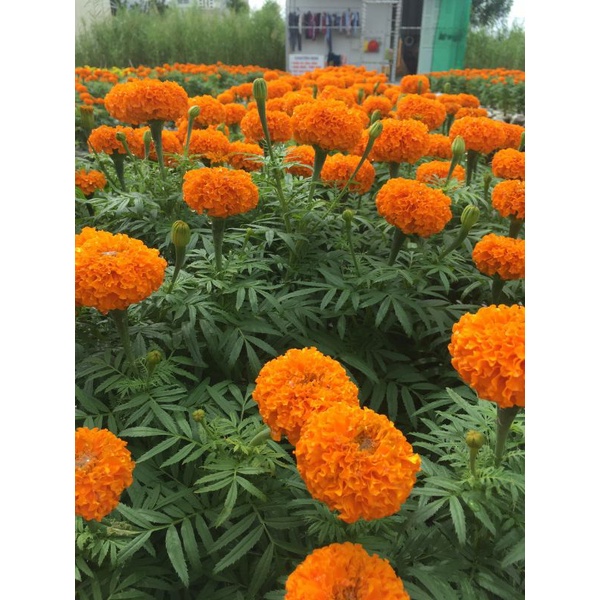 Better Xanh 1kg Phân bón NPK 12-12-17-6S TE