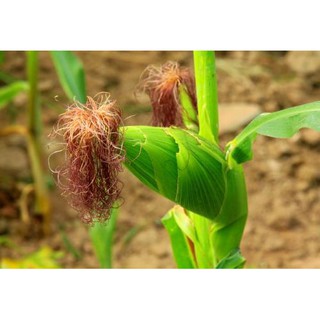 100g Râu ngô khô (râu bắp)
