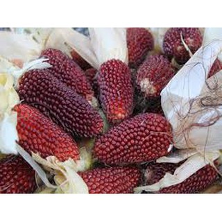 Hạt giống Bắp Ngô mini (ngô dâu tây tí hon) siêu ngon