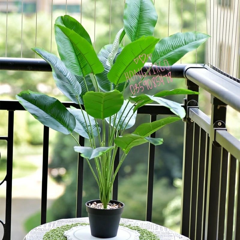 Cây chuối singgapo giả cảnh 80cm ,18 lá