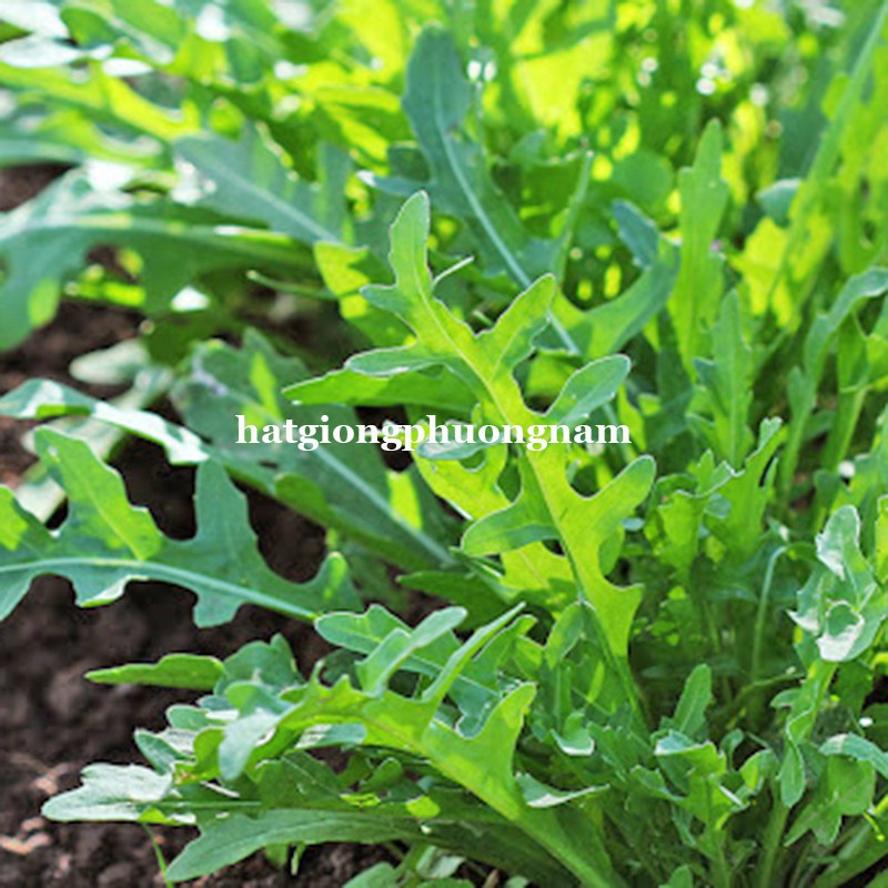 0,5GR - HẠT GIỐNG CẢI ROCKET LÁ CHẺ