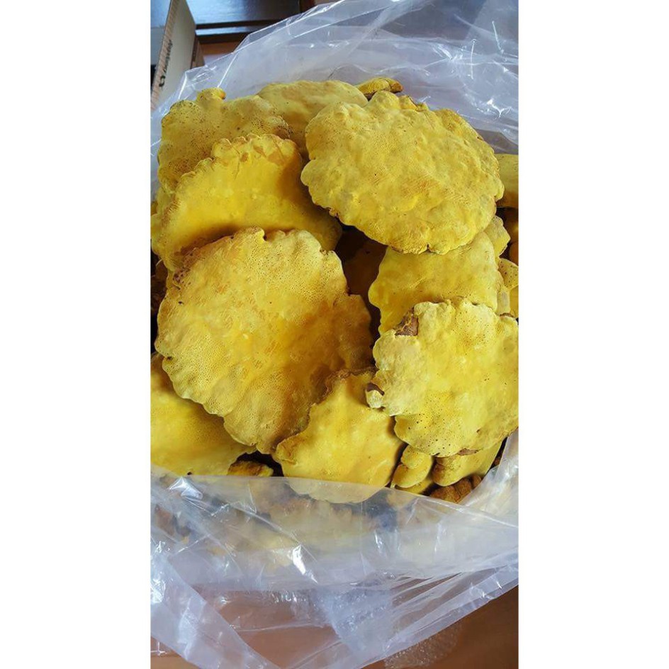 [Freeship] Nấm Thượng Hoàng Hàn Quốc 0.5kg | BigBuy360 - bigbuy360.vn