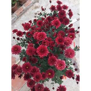 coombo 10 cây giống cúc sơn la hàng trồng bầu ổn định