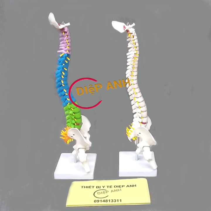 Mô hình xương cột sống cao 45cm- Mô hình giải phẫu cột sống