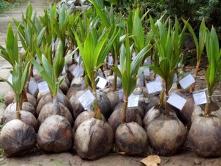 Cây giống dừa sáp