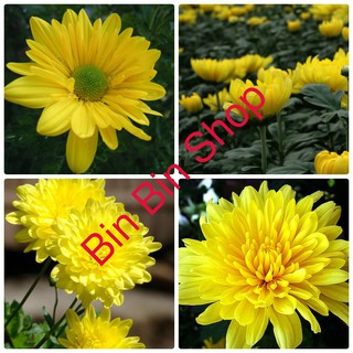 Hạt giống hoa cúc vàng ( gói 50 hạt)