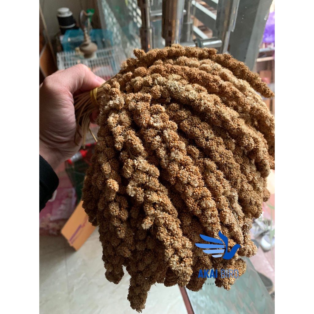 [1KG] Kê Chùm Cho Vẹt, Chuột Hamster, Sóc - Chất Lượng Cao