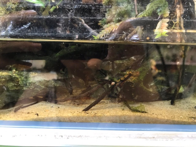 Cát vàng mịn trải nền bịch 1 kí