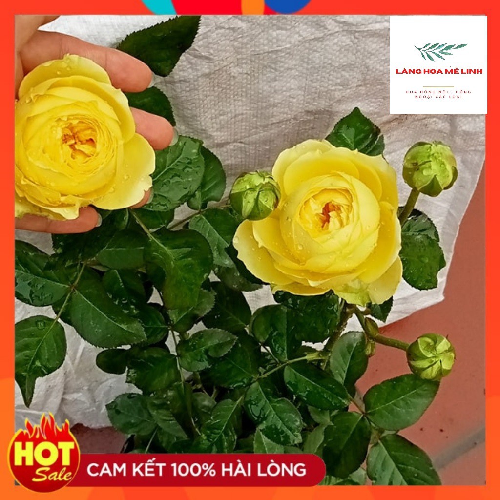 Hoa Hồng Bụi Catalina [MÀU VÀNG CHANH] tuyệt đẹp,hương thơm mộc dược, hoa lâu tàn⭐⭐