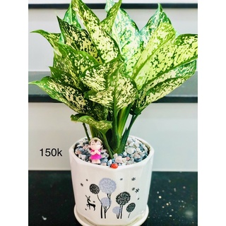 Chậu ngọc ngân, cây để bàn, cây văn phòng, cây cảnh, cây kiểng