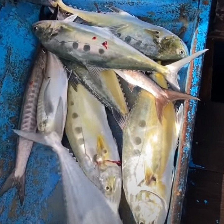 [CỰC BÉN] hộp lưỡi câu biển KATANA - lưỡi size 19 và 20 câu cá trê cá tra, các loại cá biển cá mú cá cam hiệu quả nhất