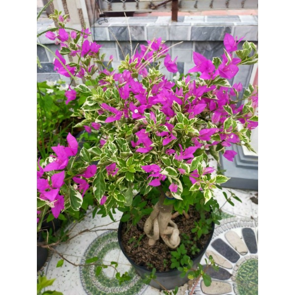 Cây bông giấy cẩm thạch