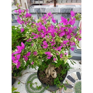 Cây bông giấy cẩm thạch