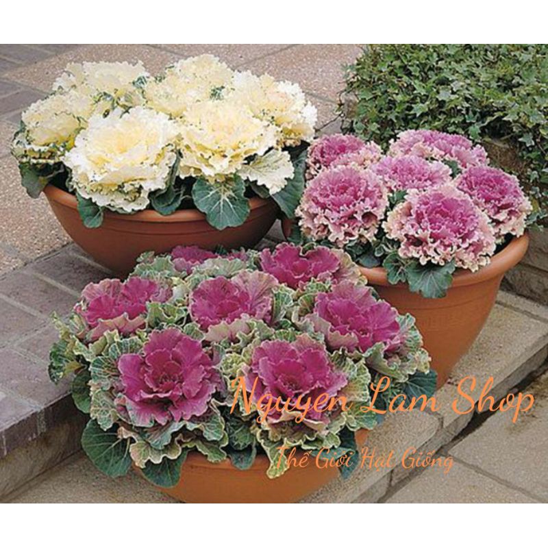 30 HẠT BẮP CẢI SA MẠC HOA HỒNG MIX MÀU