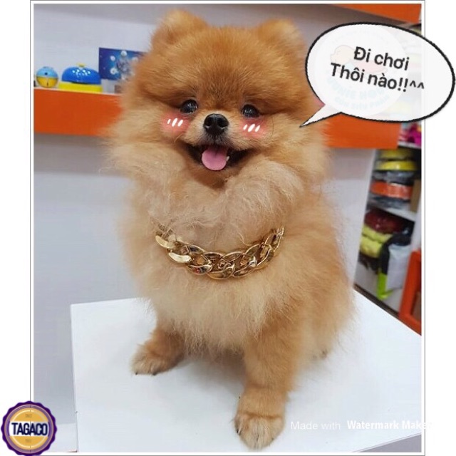 🛍🎏VÒNG CỔ MẠ VÀNG CHO CHÓ MÈO🎊🧧