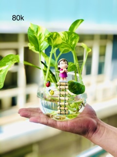 Tiểu cảnh trầu bà thuỷ sinh