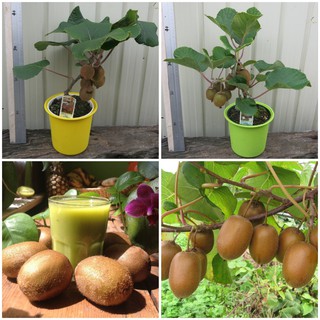 [Cây giống] Kiwi chịu nhiệt ruột vàng gốc chiết nhanh cho trái - Trang Flowers