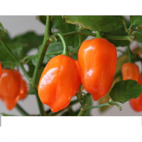 5 Hạt Giống Ớt Cay Habanero Scoville Giống Ớt Cay Nhất Thế Giới Giống Nhập Ngoại 5 Màu  KHUYẾN MẠI SHOP MỚI HẠ GIÁ SỈ