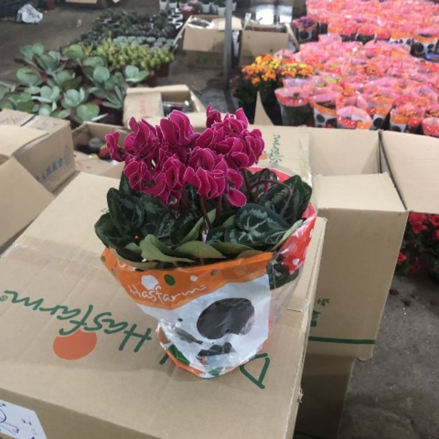 Chậu hoa anh thảo đà lạt