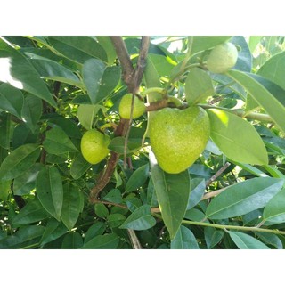 Trái Bình Bát Xanh Non 2kg OhKHON