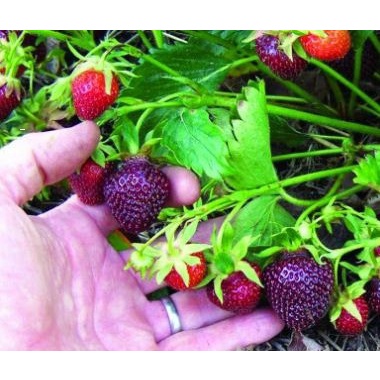 Gói 50 hạt giống dâu tây Mix nhiều màu