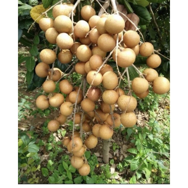 Cây Thanh Nhãn Trái to hạt nhỏ.