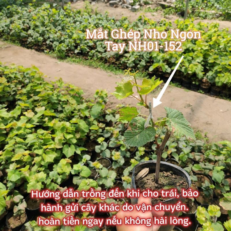 Cây Nho Giống Ngón Tay NH01-152 (Có Video Hướng Dẫn Thực Tế Đến Khi Cho Trái)