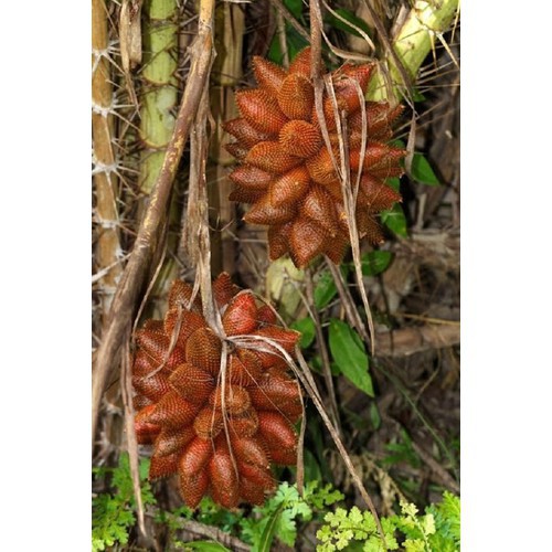 CÂY GIỐNG MÂY THÁI,SIÊU QUẢ SIÊU NGON, SIÊU KINH TẾ - CGMTLSQSNSKT