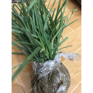 CỎ Mần Trầu Tươi_Khô 1000GRAM