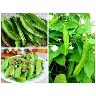 10 Hạt giống đậu rồng