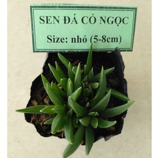 Sen đá cỏ ngọc - size nhỏ (5-8cm)