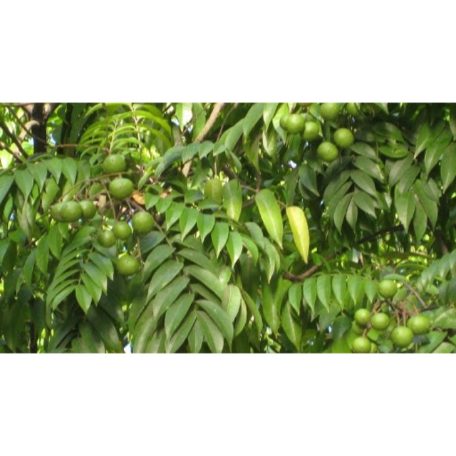 Cây sấu giống