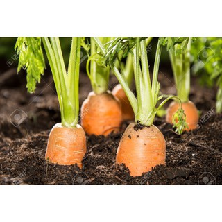 Gói 300 hạt giống cà rốt đỏ TẶNG KÈM PHÂN VÀ KÍCH MẦM