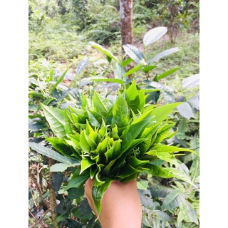 Trà Shan tuyết Hà Giang(Trà mạn)