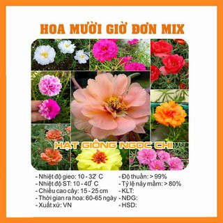 Hạt giống hoa mười giờ đơn mix - 100 hạt