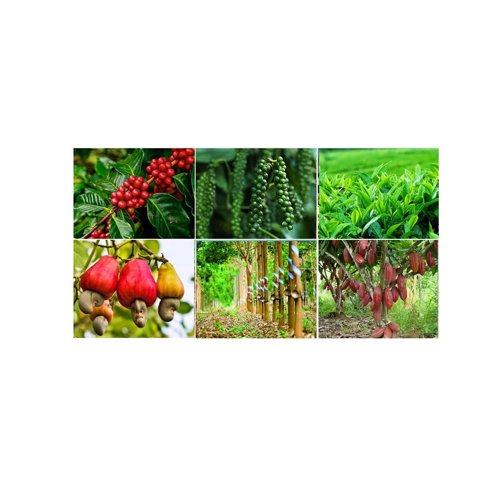 Phân vi sinh TRICHODERMA HUMIC - Chuyên dùng rải gốc, phòng trừ nấm bệnh