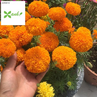 Hạt giống hoa Vạn thọ Cam lùn (30 hạt)