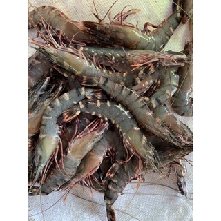 Tôm Sú biển tươi, ngọt và ngon (~20c/kg) - 0.5kg