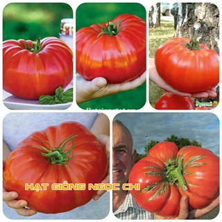 Hạt Giống Cà Chua Khổng Lồ - 20 Hạt