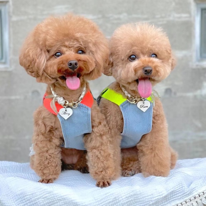 Taniwina Đầm Denim Dáng Chữ A Màu Dạ Quang Cho Cún Cưng Maltese Yorkshire Bichon Teddy Shi