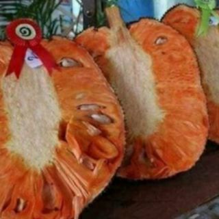 Cây giống mít ruột đỏ sơ đỏ