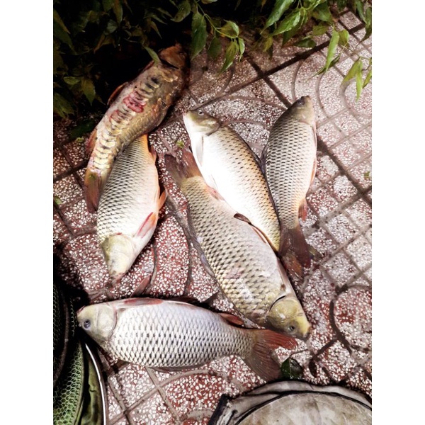 Cám Rô Phi Tím hãng đại ca đại.