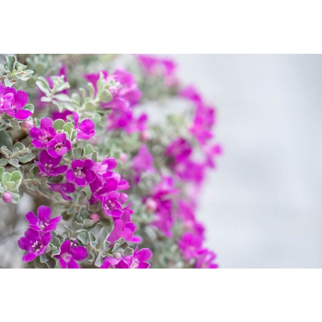 Cây Leucophyllum frutescens Pink Snow (Tuyết Sơn Phi Hồng) cao 25cm chậu nhựa 10cm