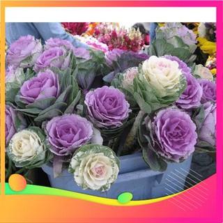 Hạt giống hoa bắp cải - 20 hạt vietgar